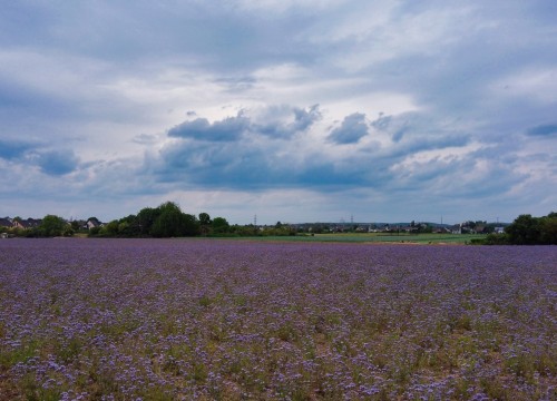 Wiese mit Wildblumen