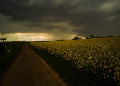 Rapsfeld im Unwetter